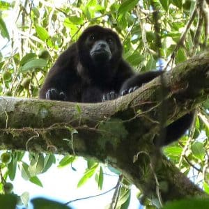 Howler Monkey Costa Rica